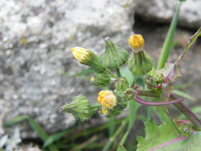 DSCF3261.JPG