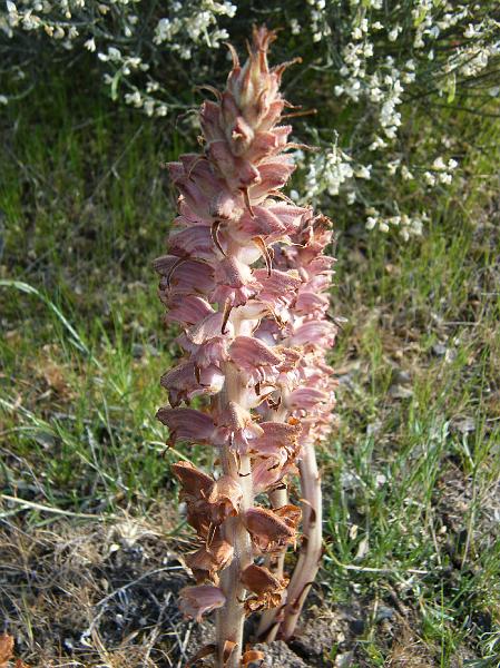 orobanche.JPG